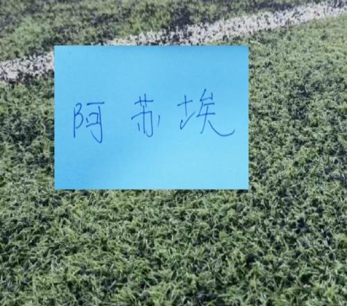 阿苏埃战术价值起来！申花3个进球都跟他相关连续2场制造点球
